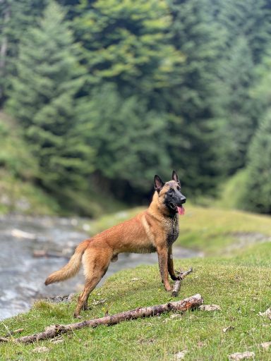 Udson des loups de lomprey